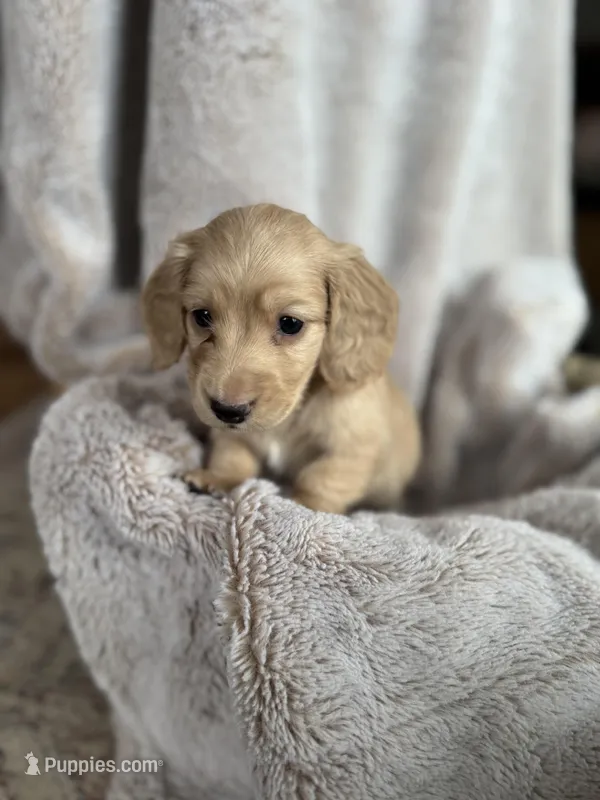 Miller – Miniature Dachshund puppy for sale in Kennedy, NY