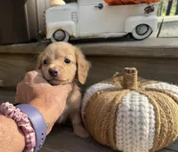 Thunder, a male Miniature Dachshund for sale in Kennedy, NY – 1 of 3