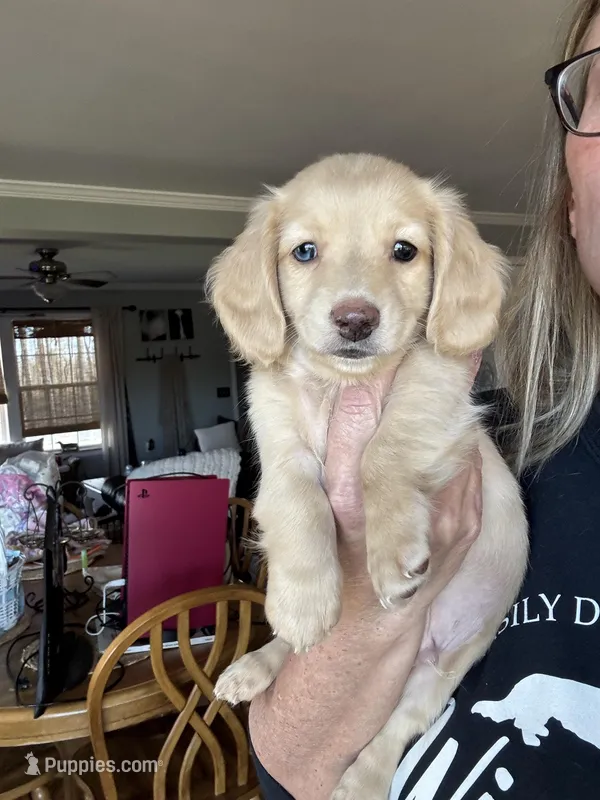 AKC Mixen  – Miniature Dachshund puppy for sale in Kennedy, NY