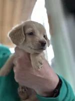 AKC Mixen , a male Miniature Dachshund for sale in Kennedy, NY – Photo 3 of 4