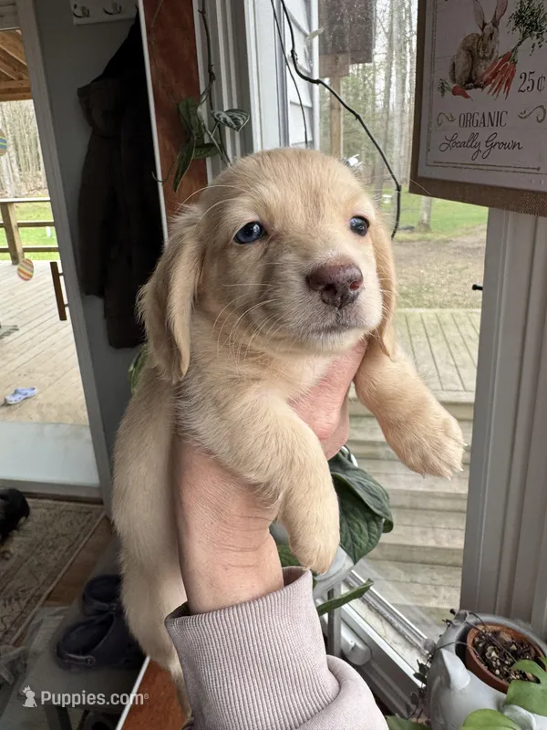 AKC Mixen  – Miniature Dachshund puppy for sale in Kennedy, NY