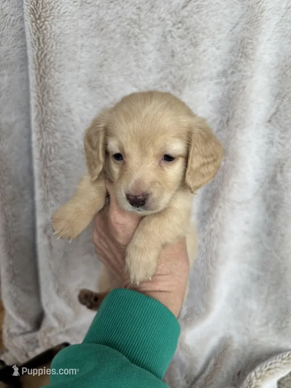 Mixen  – Miniature Dachshund puppy for sale in Kennedy, NY