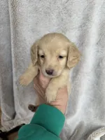 AKC Mixen , a male Miniature Dachshund for sale in Kennedy, NY – Photo 2 of 4