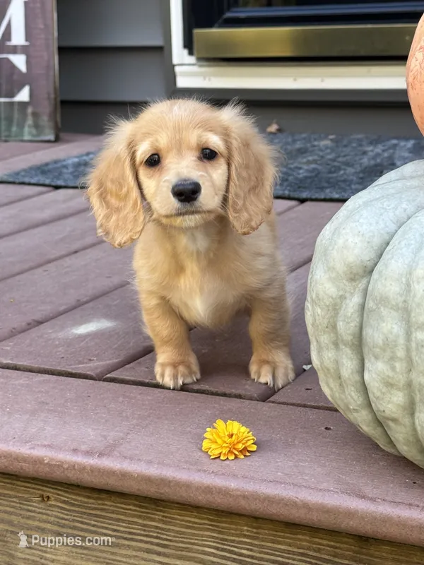 AKC Summer – Miniature Dachshund puppy for sale in Kennedy, NY