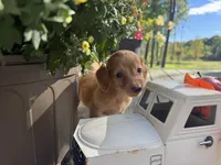Sunny, a female Miniature Dachshund for sale in Kennedy, NY – 2 of 4