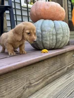 AKC Sunny, a female Miniature Dachshund for sale in Kennedy, NY – 4 of 4