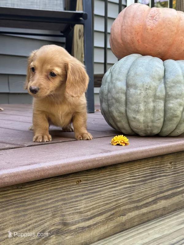AKC Sunny – Miniature Dachshund puppy for sale in Kennedy, NY