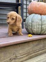 AKC Sunny, a female Miniature Dachshund for sale in Kennedy, NY – 1 of 4