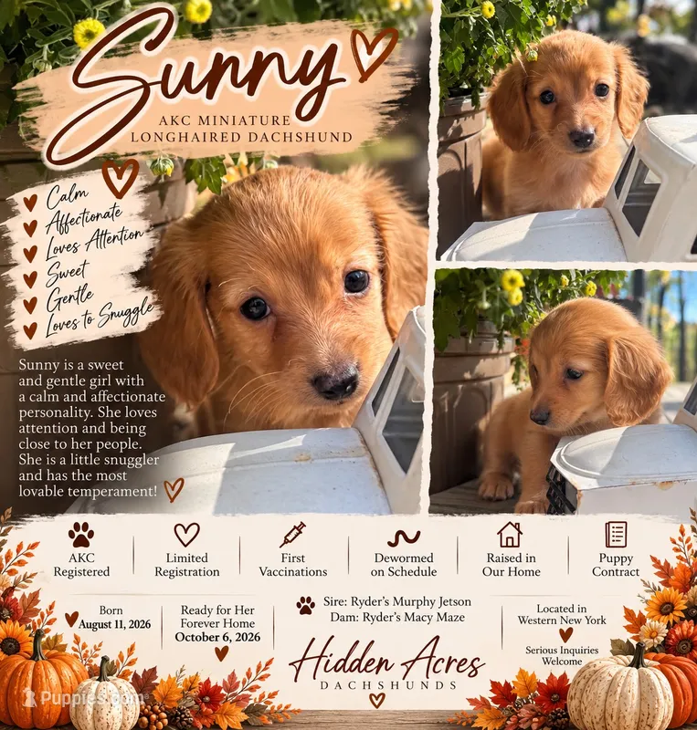 Sunny – Miniature Dachshund puppy for sale in Kennedy, NY