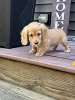 AKC Summer, a female Miniature Dachshund for sale in Kennedy, NY – 2 of 4