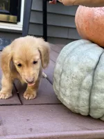 AKC Thunder, a male Miniature Dachshund for sale in Kennedy, NY – 3 of 4