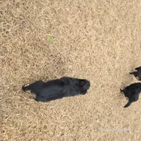 Bradley, a male Miniature Australian Shepherd for sale in Laurinburg, NC – Photo 2 of 5