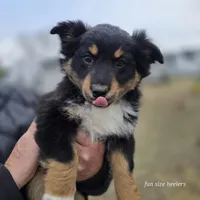 Bradley, a male Miniature Australian Shepherd for sale in Laurinburg, NC – Photo 1 of 5