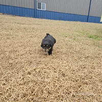 Bradley, a male Miniature Australian Shepherd for sale in Laurinburg, NC – Photo 3 of 5