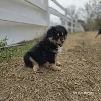 Tank, a male Miniature Australian Shepherd for sale in Laurinburg, NC – Photo 2 of 4