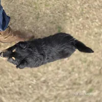 Tank, a male Miniature Australian Shepherd for sale in Laurinburg, NC – Photo 4 of 4