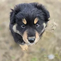 Tank, a male Miniature Australian Shepherd for sale in Laurinburg, NC – Photo 1 of 4