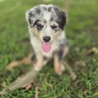 Hannah, a female Miniature Australian Shepherd for sale in Laurinburg, NC – Photo 4 of 5