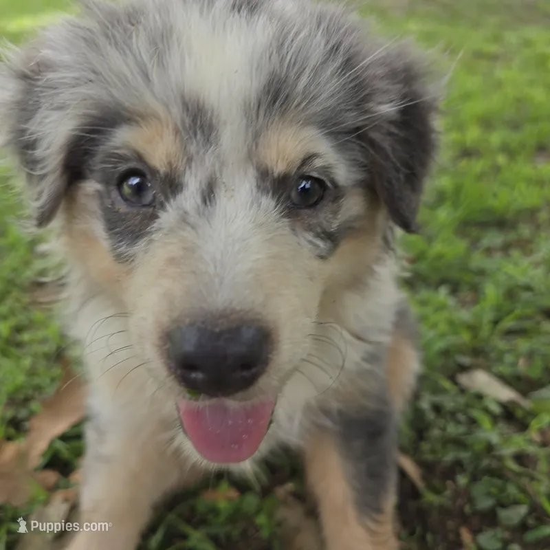 Hannah, a female Miniature Australian Shepherd for sale in Laurinburg, NC – Photo 1 of 5