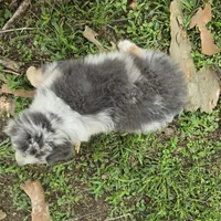Hannah, a female Miniature Australian Shepherd for sale in Laurinburg, NC – Photo 3 of 5