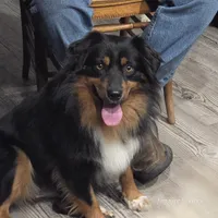 Louise (Weezer), a female Miniature Australian Shepherd for sale in Laurinburg, NC – Photo 2 of 2