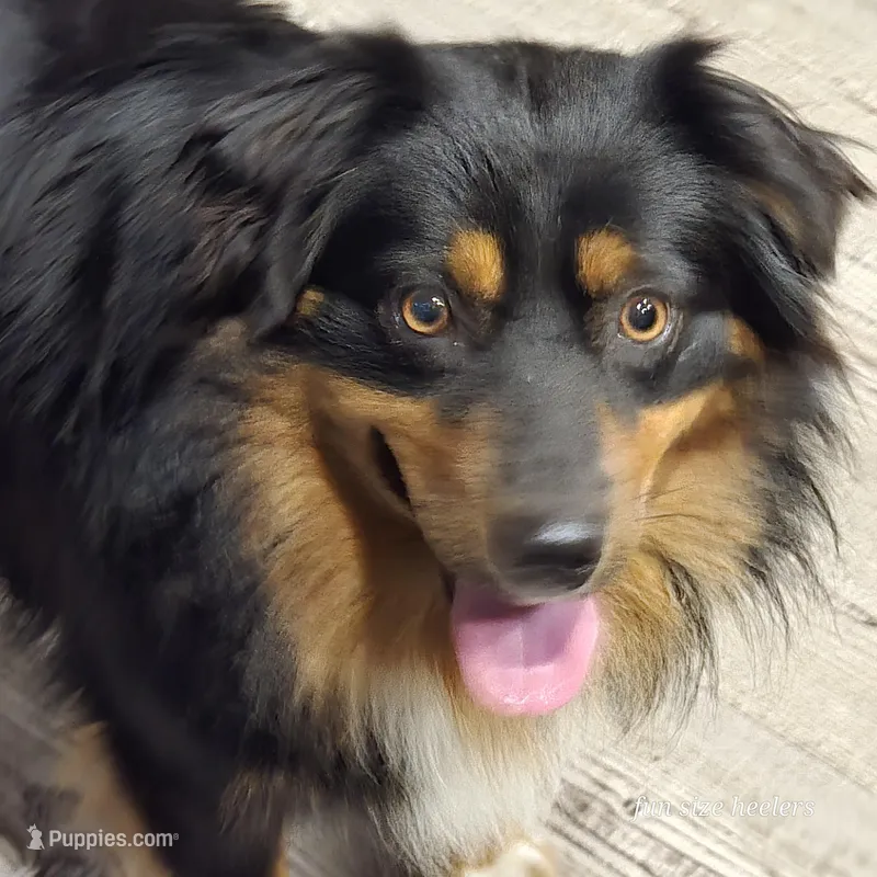Louise (Weezer), a female Miniature Australian Shepherd for sale in Laurinburg, NC – Photo 1 of 2