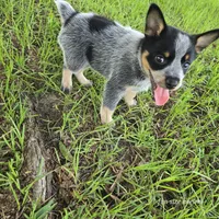 Calamity, a female Australian Cattle Dog for sale in Laurinburg, NC – Photo 8 of 9