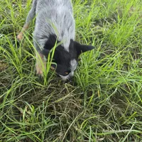 Calamity, a female Australian Cattle Dog for sale in Laurinburg, NC – Photo 5 of 9