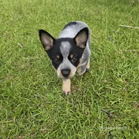 Calamity, a female Australian Cattle Dog for sale in Laurinburg, NC – Photo 6 of 9