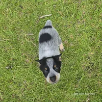 Calamity, a female Australian Cattle Dog for sale in Laurinburg, NC – Photo 3 of 9