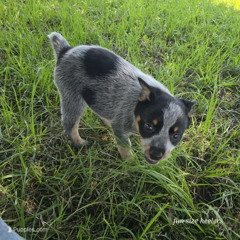 Calamity, a female Australian Cattle Dog for sale in Laurinburg, NC – Photo 1 of 9