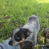 Calamity, a female Australian Cattle Dog for sale in Laurinburg, NC – Photo 4 of 9