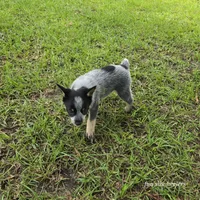 Calamity, a female Australian Cattle Dog for sale in Laurinburg, NC – Photo 9 of 9