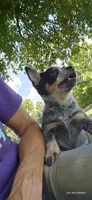 Calamity, a female Australian Cattle Dog for sale in Laurinburg, NC – Photo 7 of 9