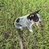Calamity, a female Australian Cattle Dog for sale in Laurinburg, NC – Photo 2 of 9