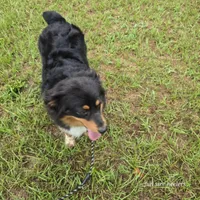 Thelma, a female Miniature Australian Shepherd for sale in Laurinburg, NC – Photo 5 of 5