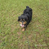Thelma, a female Miniature Australian Shepherd for sale in Laurinburg, NC – Photo 4 of 5