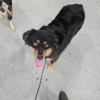 Thelma, a female Miniature Australian Shepherd for sale in Laurinburg, NC – Photo 3 of 5