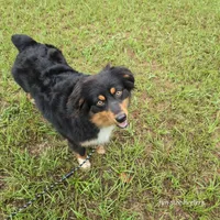Thelma, a female Miniature Australian Shepherd for sale in Laurinburg, NC – Photo 1 of 5