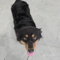 Thelma, a female Miniature Australian Shepherd for sale in Laurinburg, NC – Photo 2 of 5