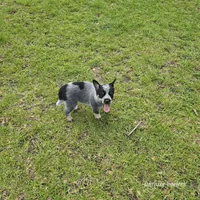 Turmoil, a female Australian Cattle Dog for sale in Laurinburg, NC – Photo 4 of 4
