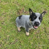 Turmoil, a female Australian Cattle Dog for sale in Laurinburg, NC – Photo 2 of 4