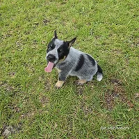 Turmoil, a female Australian Cattle Dog for sale in Laurinburg, NC – Photo 3 of 4