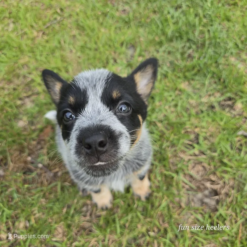 Turmoil, a female Australian Cattle Dog for sale in Laurinburg, NC – Photo 1 of 4