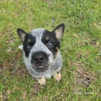 Turmoil, a female Australian Cattle Dog for sale in Laurinburg, NC – Photo 1 of 4