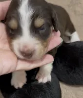 Aussie-Doxie Girl, a female Dachshund and Miniature Australian Shepherd for sale in Burkesville, KY – 2 of 8