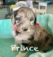 Blue Merle Boy Aussiedoodle, a male Miniature Aussiedoodle for sale in Sacramento, CA – Photo 2 of 6