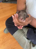 Blue Merle Boy Aussiedoodle, a male Miniature Aussiedoodle for sale in Sacramento, CA – Photo 4 of 6