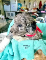 Blue Merle Boy Aussiedoodle, a male Miniature Aussiedoodle for sale in Sacramento, CA – Photo 1 of 6