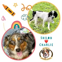 Blue Merle Boy Aussiedoodle, a male Miniature Aussiedoodle for sale in Sacramento, CA – Photo 5 of 6